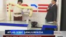 Pitonla Karşılaşan Spikerin Düz Duvara Tırmanması