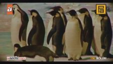 Kurtlar Vadisi - 11. Sezon Fragmanı (Penguen İçerir)