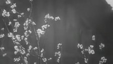 Yedi Samuray - Fragman - 1954 (Shichinin No Samurai / Seven Samurai)