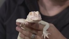 Jimmy Fallon'ın Hayvan Sevgisi