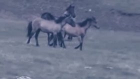Delil Dilanar - ŞereTarxan Delil Dilanar - ŞereTarxan