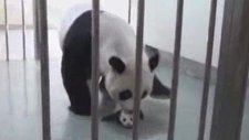 İlk Kez Annesini Gören Yavru Panda