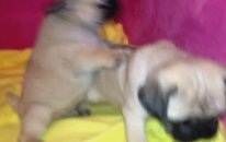 Satılık Pug mops Yavruları
