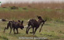 Yaban Köpekleri ve Sırtlanların Acımasız Kavgası