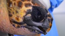 Dünyada ilk defa bir caretta carettaya 3D çene protezi takıldı