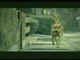 köpeğin İhaneti