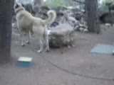 kangal ve kurt