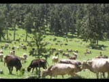 Ardahan-Göle-Mehmet Akça (Yayla Güzeli)