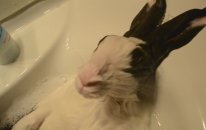 Bunny takes a shower (Musluk Banyosu)