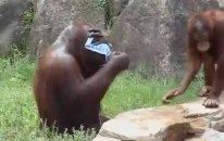 Orangutan at the Tama Zoo in Tokyo.