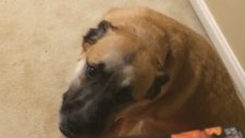 Çikolata Yiyen Suçlu Köpek