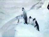 Kolbastı Penguin Version (=