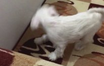 Satılık minyatür schnauzer yavruları