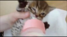Anne Diyen Kedi Yavrusu