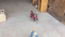 Pijama İçinde Aşırı Sevimli Gözüken Yavru Keçiler
