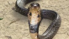 İnsan başlı Cobra Hindistan