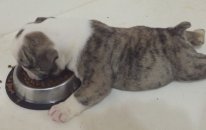 İngiliz bulldog yavruları