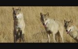Wolf Totem (2015) Fragman