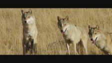 Kurt Totemi (Wolf Totem) Fragman