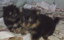 Pomeranian Boo Dog Yavruları