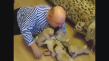Sevimli yavru köpekler
