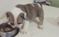Satılık ingiliz bulldog