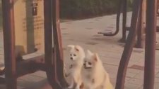Köpeklerin Belediyenin Spor Aletlerindeki Keyfi