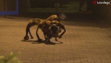 Dev örümcek şakası kamik videoları
