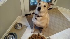 Mamasının Geldiğini Gören Köpeğin Heyecanı Ve Efendiliği