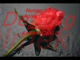 Numan Hadi - Acıya Gülmek Numan Hadi - Acıya Gülmek