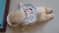 Günün Bobisi: Yattığı Yerden Mama Yiyen Yumoş