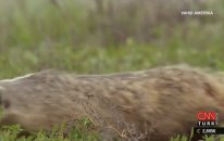 Çayır Köpekleri & Çıngıraklı Yılan