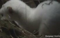 Gelinciğin kar altında tarla faresi avı