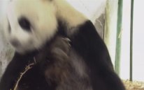 Pandanın Doğum Anı