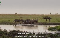 Yaban Köpekleri ve Sırtlanların Acımasız Kavgası