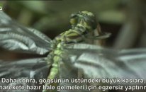 Yusufçuk Böceğinin Dönüşümü