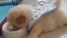 Yemek Yerken Tembellik Yapan Köpek