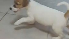 Satılık Jack Russel Terrier Yavrular 05412625843