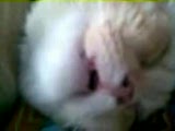 horlayan kedi