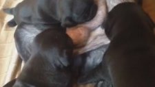 Siyah Pug Yavruları 05323438041