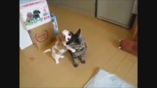 Kim Demiş Geçinemezler Diye ? (Kediler ve Köpekler)