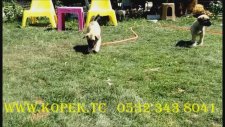 kangal yavruları 0532 343 8041