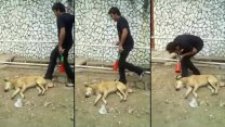 Vuvuzela İle Köpeğin Aklını Aldı