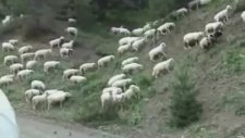 Taşova Boraboy Kasabası: Çatakderesi - Sarıçiçek Yaylası