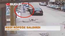 Köpeğe Saldıran Psikopat Kedi Yüzünden Esnafların Birbirine Girmesi