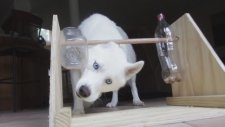 Köpek ve Şişe Oyunu Nasıl Yapılır?