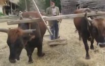 Harmanda Düven Sürme Köyde Hayat