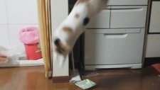 Salatalıktan Korkan Kedi