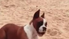 Limon Yalayınca Reaksiyon Veren Köpek