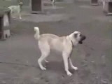 kangal